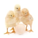 stock-photo-70392605-chickens-with-egg.jpg